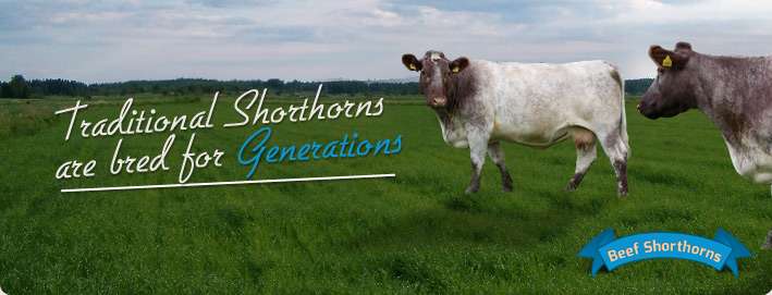 Traditional Shorthorns are bred for Generations