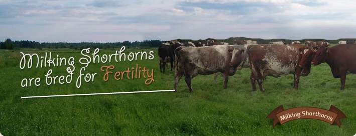 Milking Shorthorns are bred for Fertility