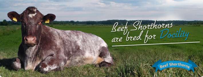 Beef Shorthorns are bred for Docility
