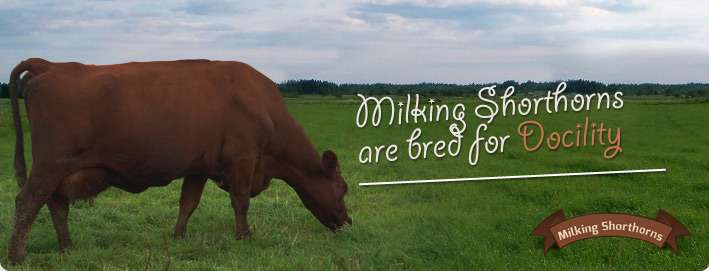 Milking Shorthorns are bred for Docility