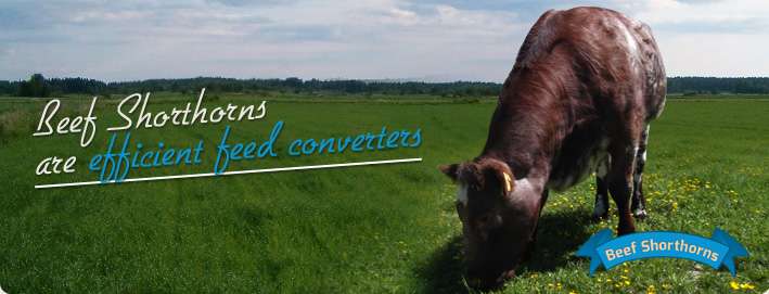 Beef Shorthorns are efficient feed converters