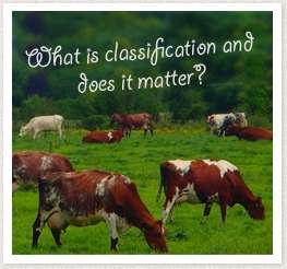Classification Irish Shorthorn Society