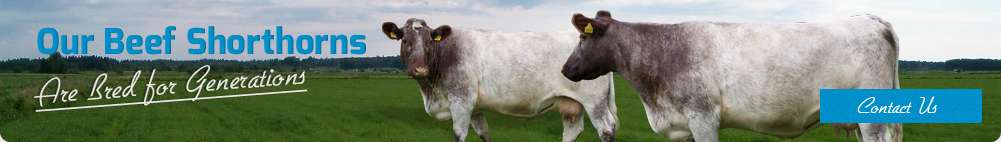 Our Beef Shorthorns are bred for generations