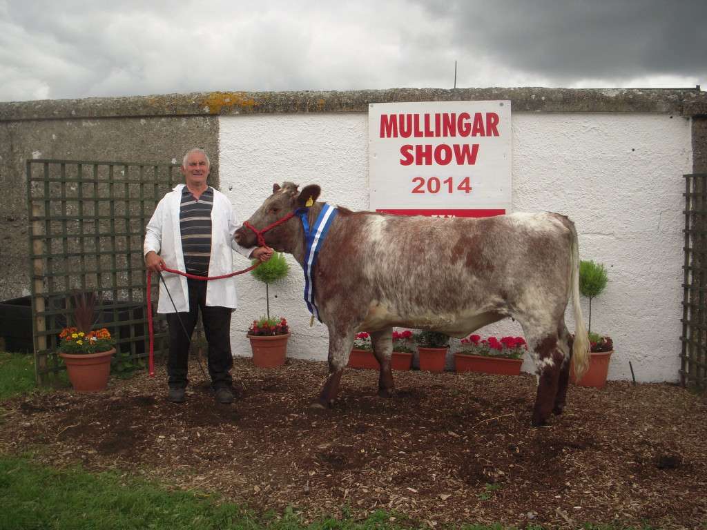 Tom Fox with Bethlehem Moonlight Reserve Champion in the All Ireland 2 year old Class for 2014