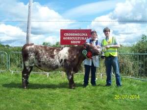 Peter Gormley with the Beef Shorthorn Champion at Crossmolina Show 2014