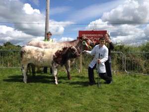 Christopher & Adrian Flatley with the Reserve Champion Beef Shorthorn at Crossmolina Show 2014