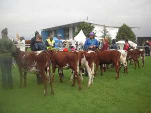 Line up in Milking Shorthorn Heifer Calf class at Limerick Show 2014