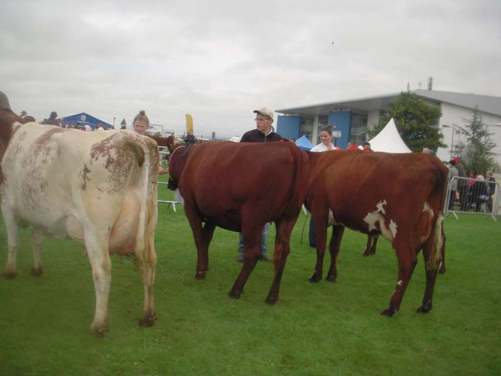Milking Shorthorn line up for Championship Limerick Show 2014