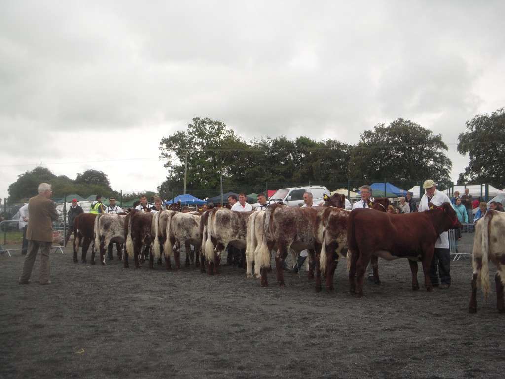Line up for All Ireland Yearling Beef Shorthorn Heifer 2014 in Limerck Show 2014