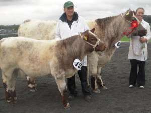 Pat & Rachel Hehir with the Reserve Champion Beef Shorthorn 2014 at Limerick Show