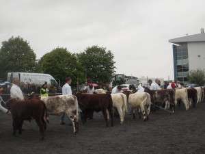line up in the Senior 2014 born Heifer calf class 