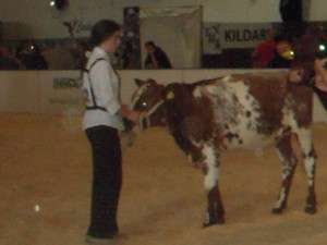 Ebony Hession making her debut in the showring at the National Calf Show in Cillin Hill
