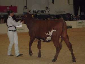 Ann-Maree Manley in full flight with Monasteroris Songstress 5th at the National Calf Show 
