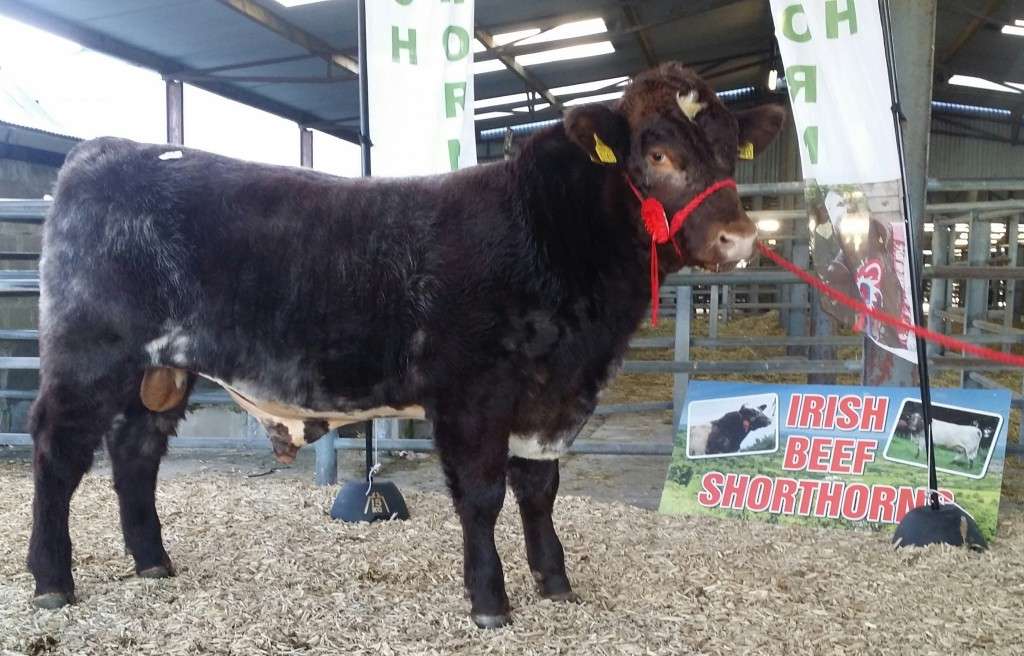 Caramba Hush the top priced bull bred by Tom Staunton, Kinvara. Hush is a Sprys Patents son and he sold for 1900e to James Porter, Co. Antrim, owner of the Uppermill Beef. Shorthorn herd.