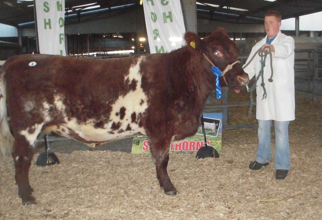 Alan Gibbons, Strokestown with Dromalty Niamh the top priced heifer at 2700e. Exported to a Northern Ireland breeder.