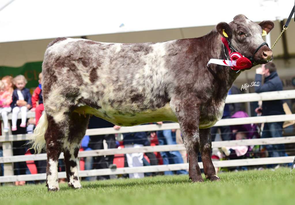 Reserve Champion Beef Shorthorn Balmoral 2015 - Caramba Rothes Hottie 