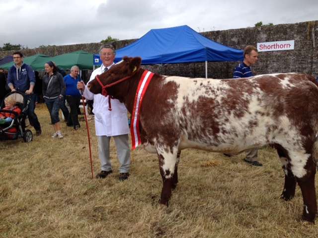 Jim Foley with his All Ireland Reserve Champion 2 yr old Heifer 2015 Clarencehill Rosemae 26th