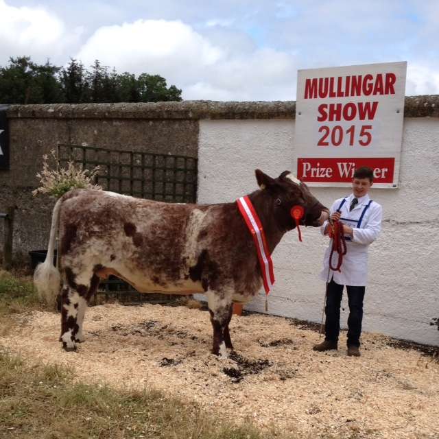 All Ireland Champion Beef Shorthorn 2 year old Heifer 2015 with Conor Craig, Edgeworthstown, Co. Longford