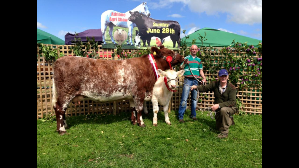 Creaga Gipsy with her Heifer calf  Creaga Lacy take 1st Prize in the Cow class and Overall Beef Shorthorn Champion
