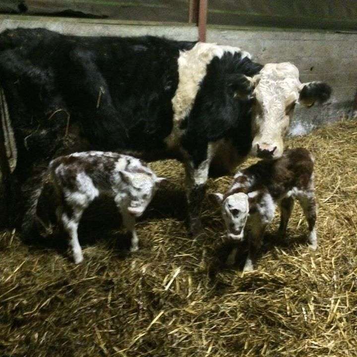 Twin heifers by a Lissoy Jumbo (LYJ) son out of  HE Heifer 'Up and sucked when found'