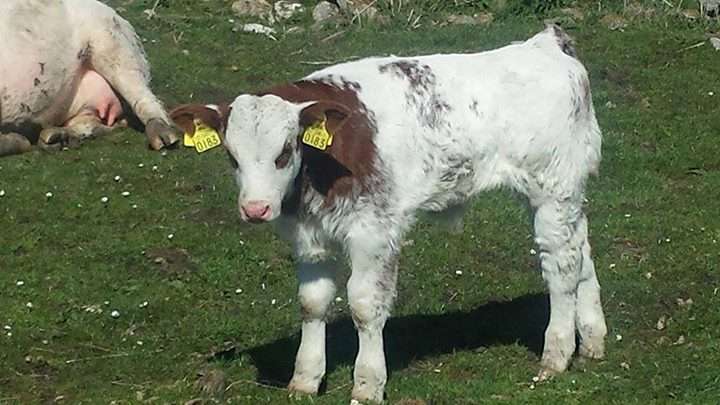 SFT bul calf from LM X FR heifer calved unassisted