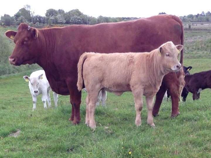 Beef Shorthorn cow with FSZ heifer calf at foot.