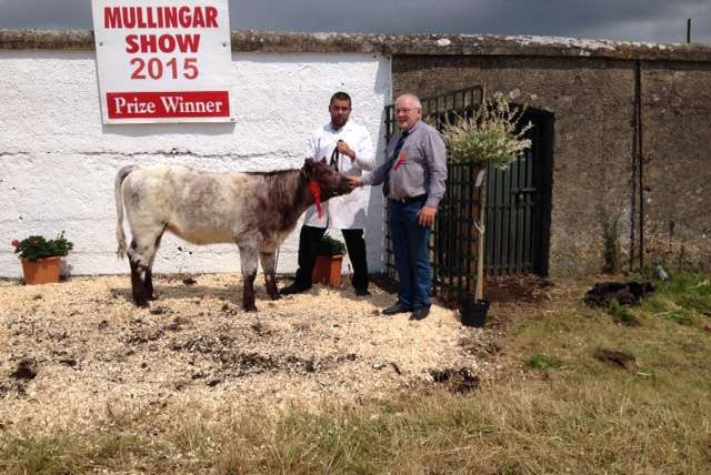 Tom Fox (Jnr) with 1st Prize winning 2015 born heifer calf with Judge Andy O'Donoghue