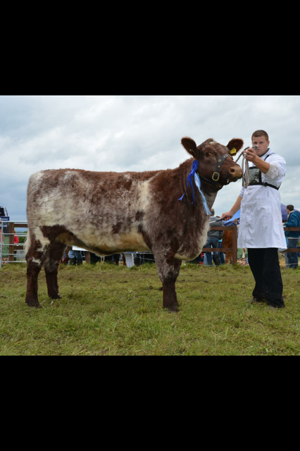 Shane McGreal with the Reserve Champion All Ireland Interbreed Pedigree Suckler type Heifer 2015