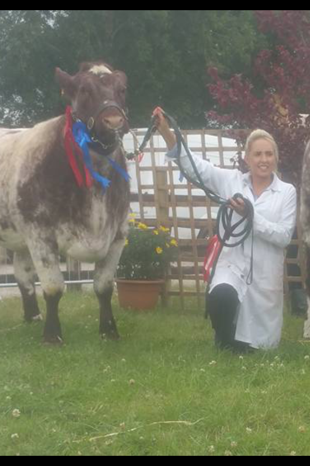 Tullamore Show Beef Shorthorn Reserve Champion 2015 Graigue Hilltop 10th with Handler for the day Amelda Middleton from Moate, Co,.Westmeath