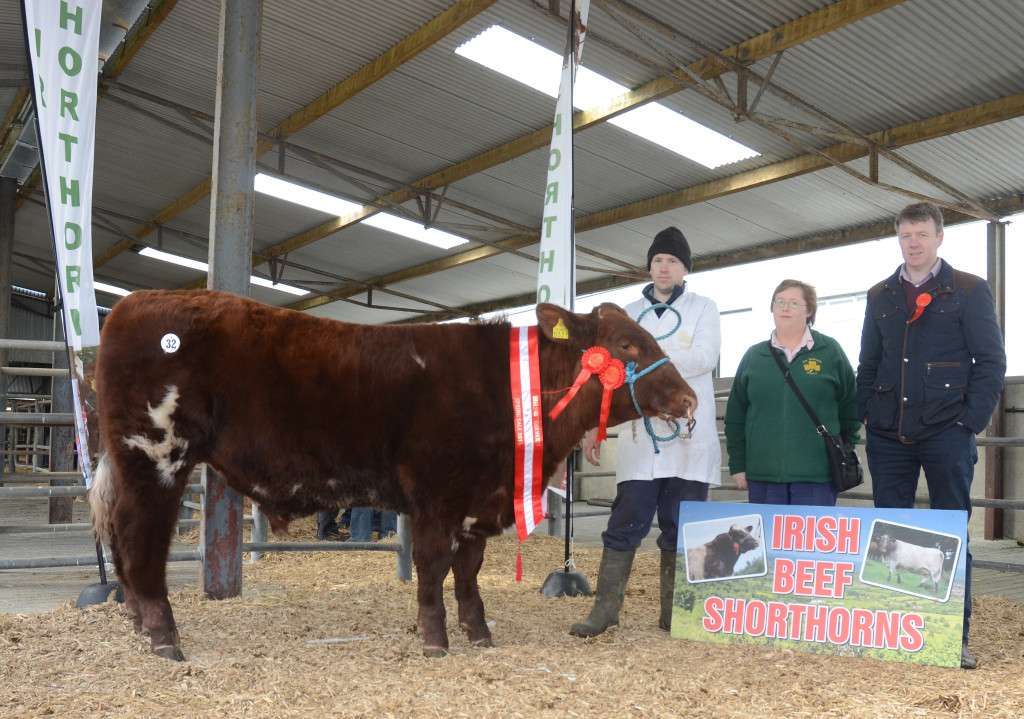 Male Champion Lavally Sir James bred by John Mullooly, Lavally, Strokestown remained unsold.