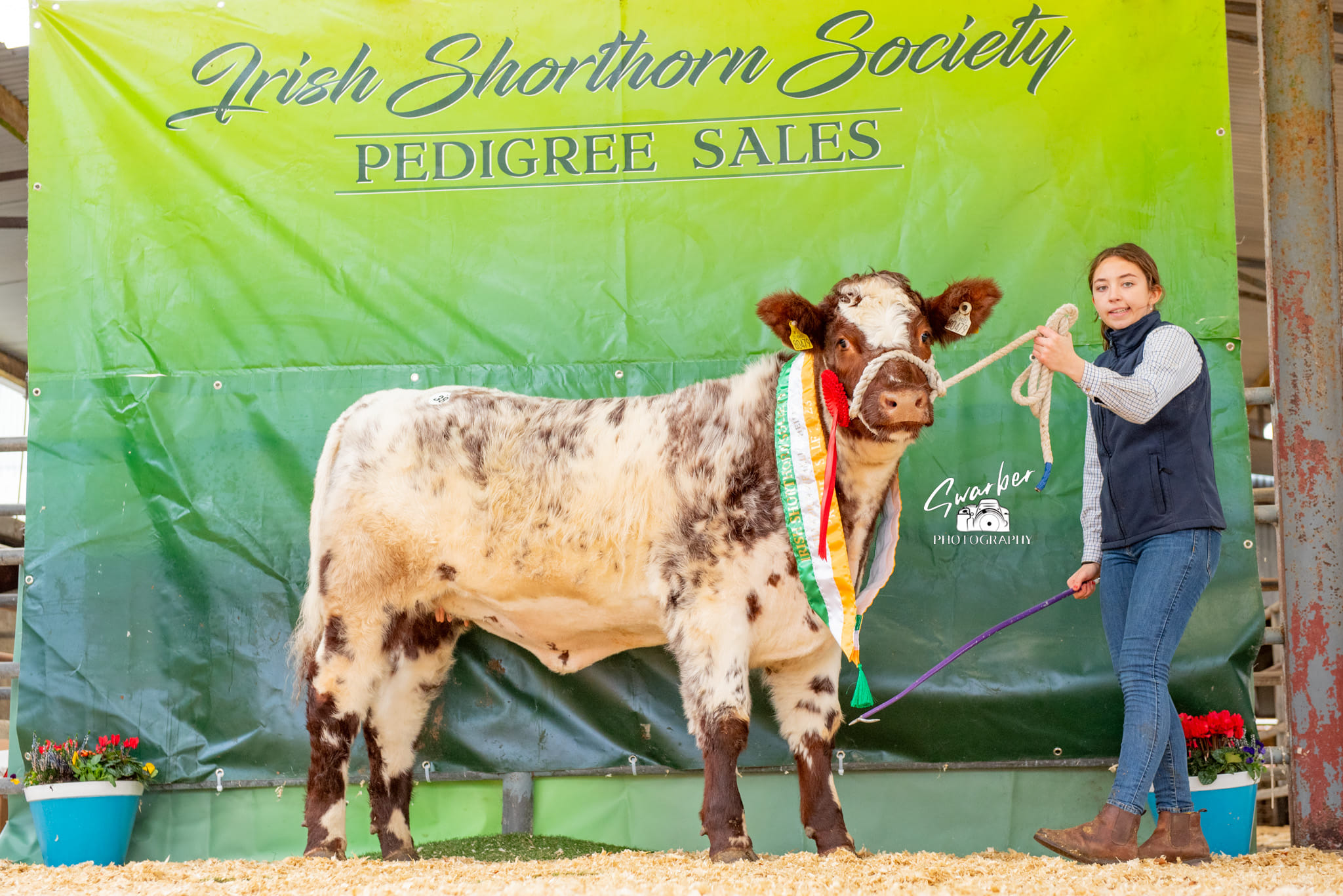 irish-shorthorn-society-premier-show-sale-2023-irish-shorthorn-society