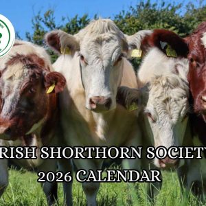 2026 Wall Calendar